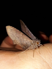 Euclystis sytis