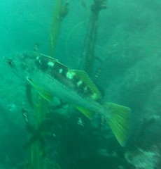 Sebastes serranoides