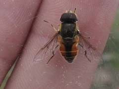 Eristalis bellardii