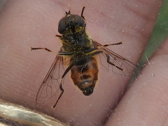 Eristalis bellardii