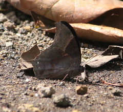 Charaxinae