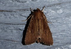 Ichneutica infensa