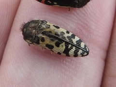 Acmaeodera decipiens