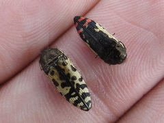 Acmaeodera decipiens