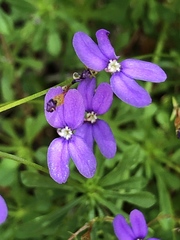 Stylidium pritzelianum
