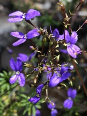 Stylidium pritzelianum