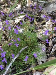 Stylidium pritzelianum