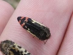 Acmaeodera chiricahuae