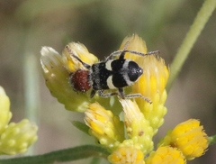 Enoclerus laetus