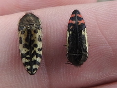 Acmaeodera chiricahuae