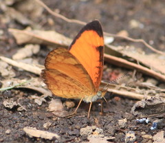 Tegosa anieta cluvia