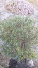 Adesmia miraflorensis