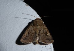 Proteuxoa tetronycha