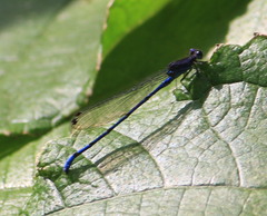 Argia