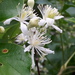 Western White Clematis - Photo (c) Peter L Achuff, some rights reserved (CC BY), uploaded by Peter L Achuff