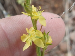 Linum neomexicanum