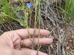Linum neomexicanum