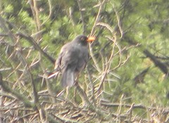 Turdus merula mauritanicus