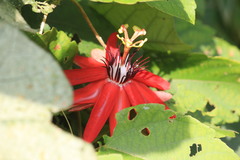 Image of Passiflora miniata