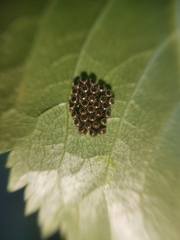 Brontocoris nigrolimbatus