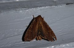 Ichneutica infensa