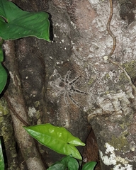 Lasiodora subcanens
