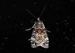 Eudonia philerga