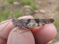 Trimerotropis modesta