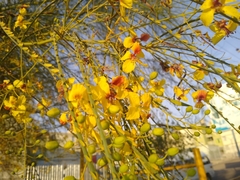 Parkinsonia aculeata
