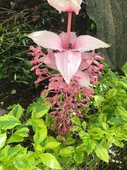 Medinilla magnifica