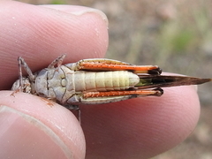 Trimerotropis modesta