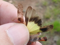 Trimerotropis modesta