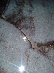 Munidopsis polymorpha