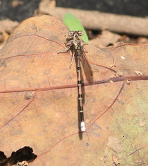 Argia