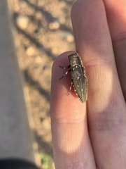 Chrysobothris basalis