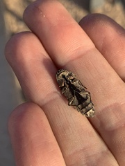 Chrysobothris basalis