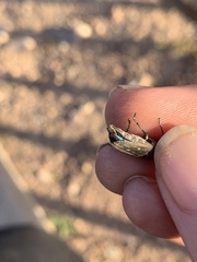 Chrysobothris basalis