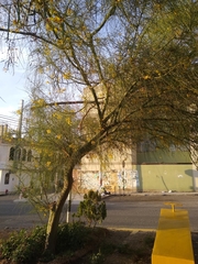 Parkinsonia aculeata