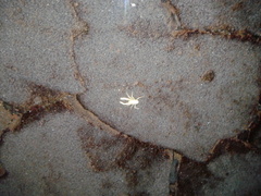 Munidopsis polymorpha