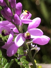 Comesperma virgatum