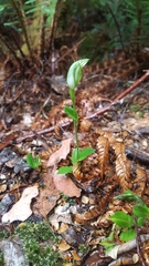 Pterostylis scabrida