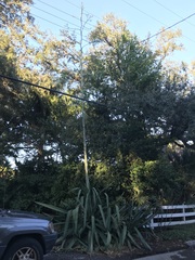 Agave sisalana