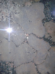 Munidopsis polymorpha