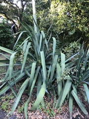 Agave sisalana