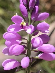 Comesperma virgatum