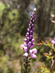 Comesperma virgatum