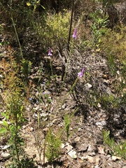 Comesperma virgatum
