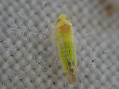 Lindbergina aurovittata