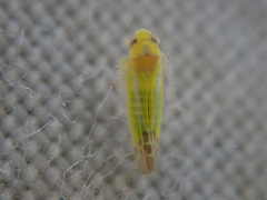 Lindbergina aurovittata