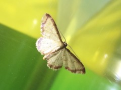 Idaea impexa